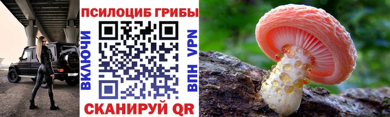 Купить где  Новоржев  Галлюциногенные грибы Psilocybine cubensis 